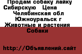 Продам собаку лайку Сибирскую › Цена ­ 3 000 - Челябинская обл., Южноуральск г. Животные и растения » Собаки   